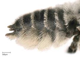   Megachilenbsp;brevis nbsp;female abdomen, photo: Joshua Hengel 
